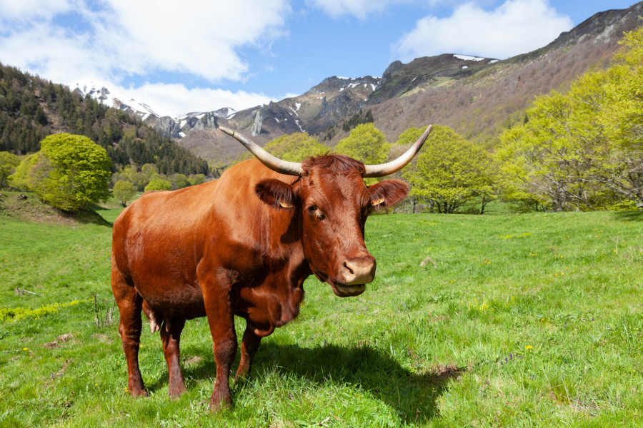 10 ideas for destinations accessible by bus in groups in France 7 Mont Dore Auvergne