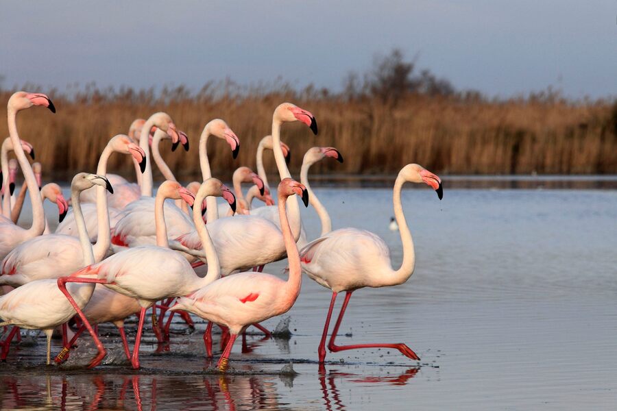 Parc ornithologique en Camargue