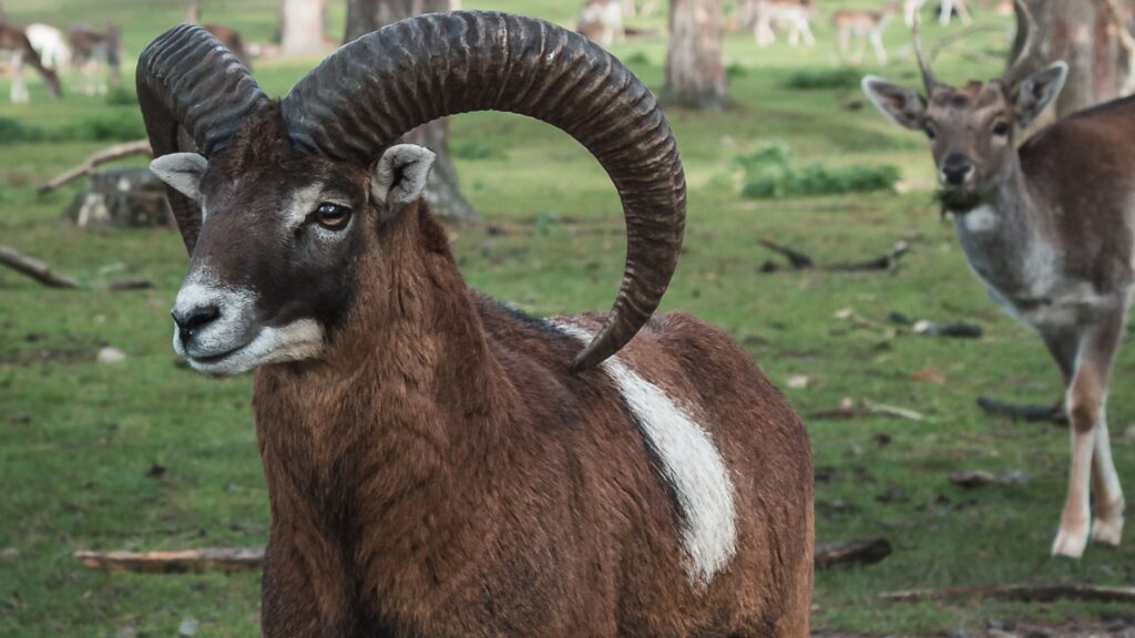 Parc animalier